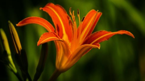 Close-up of red rose blooming outdoors