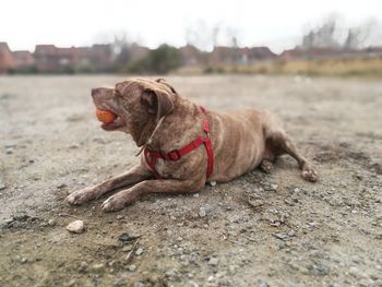 Dog outdoors