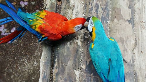 Close-up of blue parrot perching on wood