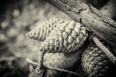 Close-up of tree trunk