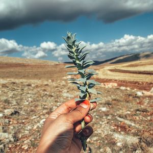 Hand holding plant on field against sky