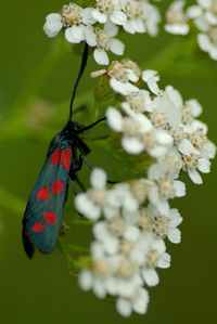 Close-up of six-spot burnet on white flowers