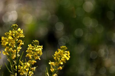 Close up of yellow flower