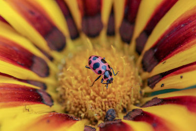 Close-up of insect on red flower