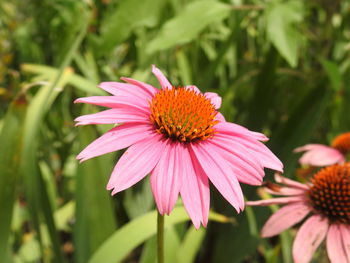 Close-up of eastern purple coneflowers growing outdoors