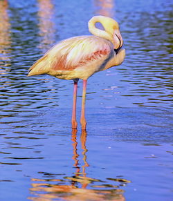 Flamingo bird having rest, camargue, france 