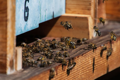 Close-up of bee on wood