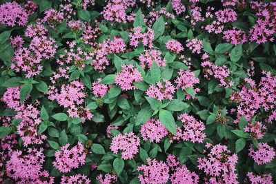 Full frame shot of pink flowering plants