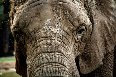 Close-up of elephant