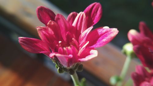 Close-up of pink flower blooming outdoors