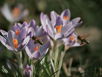 Close-up of bee pollinating on purple flower