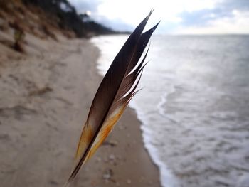 Feather on the beach 