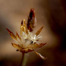Close-up of flowering plant