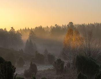 Trees on landscape against sky during sunset