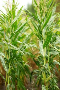 Close-up of crops growing on field