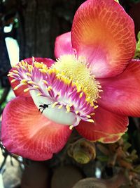 Close-up of honey bee on pink flower