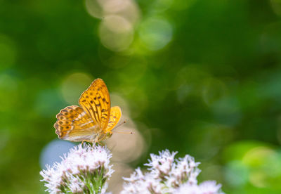 Close-up of butterfly pollinating on flower