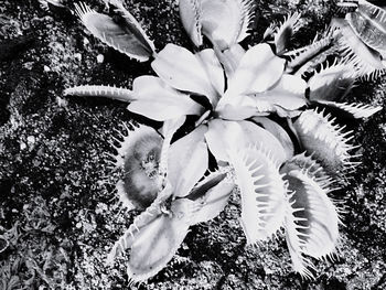 Close-up of white flowering plants on field