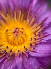 Close-up of purple flower