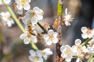 Close-up of white cherry blossoms