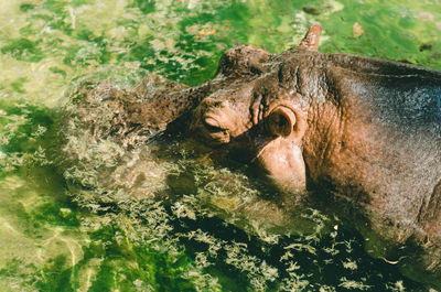 Close-up of hippo head in lake