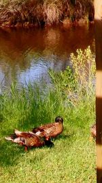 High angle view of turtle in grass