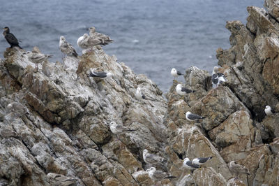 Birds perching on rock formation against sea
