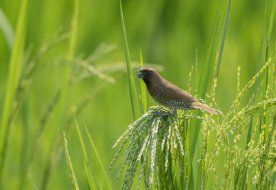 Close-up of bird perching on grass