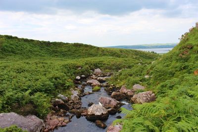 Scenic view of river amidst green landscape against sky