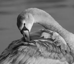 Close-up of pelican perching on wood