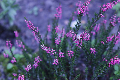 Close-up of pink flowering plants