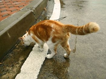 High angle view of cat on street