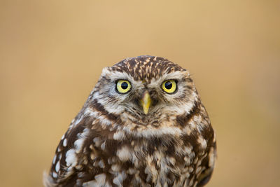 Close-up portrait of owl