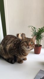 Portrait of cat sitting on potted plant at home