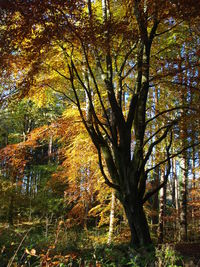 View of tree against plants