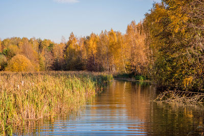 Scenic view of lake amidst trees during autumn