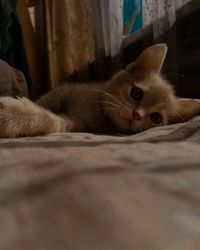 Cat lying on bed at home