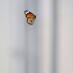 Close-up of butterfly