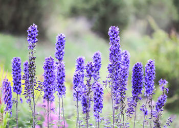 Blue delphinium beautiful flowers in summer garden. blooming plants in the countryside.