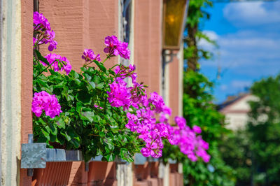 Close-up of pink flower pot against building