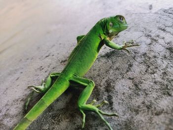 Close-up of a lizard