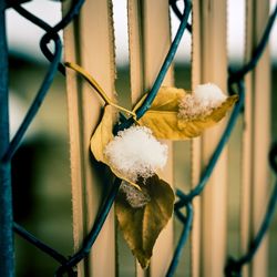 Close-up of snow covered metal fence during winter