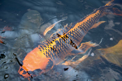 Close-up of koi carps swimming in sea