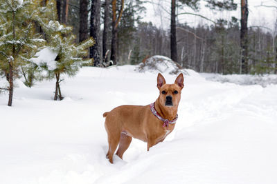 American staffordshire terrier is walking on a snow in winter forest.