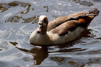 Ducks swimming in lake