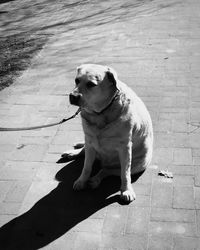 Close-up of dog sitting outdoors