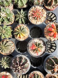 High angle view of succulent plants on table