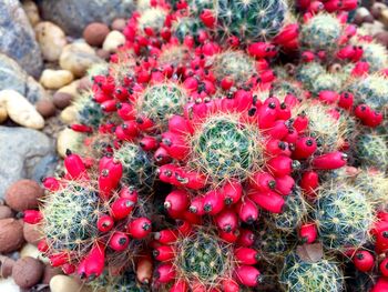 High angle view of succulent plant