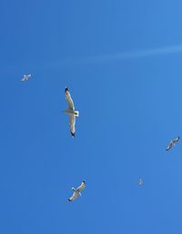 Low angle view of bird flying against clear blue sky