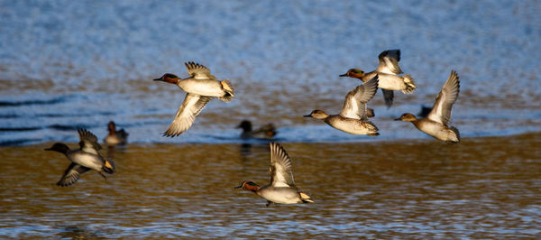 Ducks swimming in lake